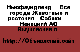 Ньюфаундленд  - Все города Животные и растения » Собаки   . Ненецкий АО,Выучейский п.